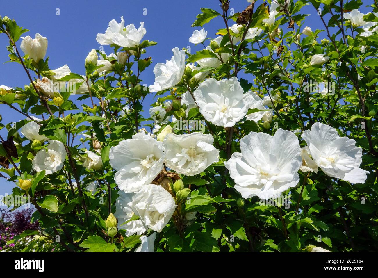 Hibiscus syriacus 'Chiffon Bianco', albero Hibiscus Bianco Foto Stock