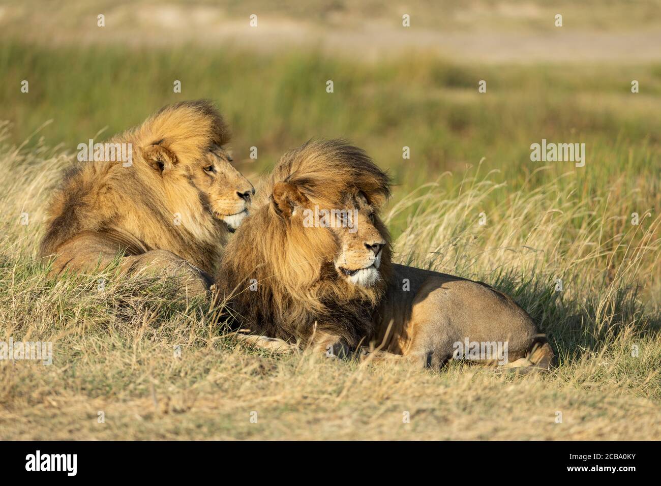 Due leoni maschi giacenti uno accanto all'altro in alto Erba sotto il sole guardando allerta in Serengeti Tanzania Foto Stock