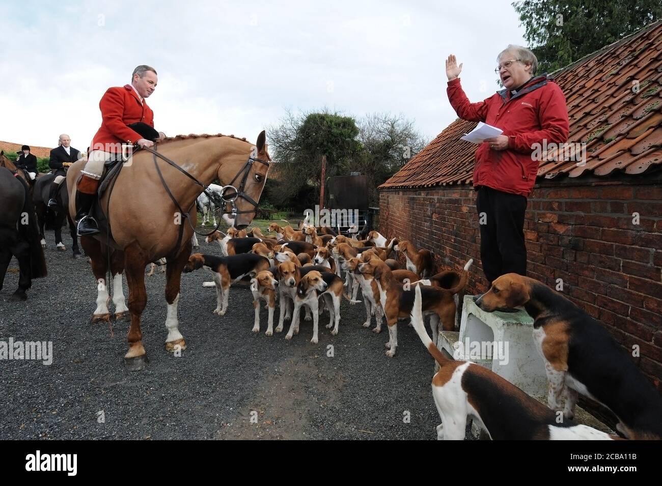 Belvoir Hunt Benedizione Foxhounds nel Lincolnshire U.K. Foxhunting Old English Foxhounds Foto Stock