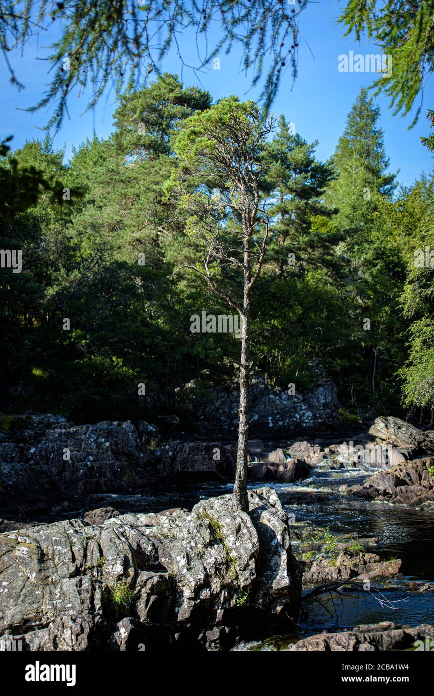 Lone Tree, Achness Falls, Glencasley, Highland, Scozia Foto Stock