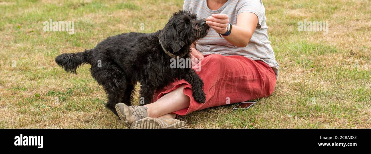 Hampshire, Inghilterra, Regno Unito. 2020. Un giovane croce Borderpoo ha allevato il cane che riceve un trattamento durante l'allenamento. Specie attraversate tra il terrier di frontiera e un Poodle. Foto Stock