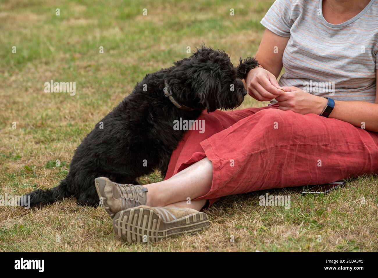 Hampshire, Inghilterra, Regno Unito. 2020. Un giovane croce Borderpoo ha allevato il cane che riceve un trattamento durante l'allenamento. Specie attraversate tra il terrier di frontiera e un Poodle. Foto Stock