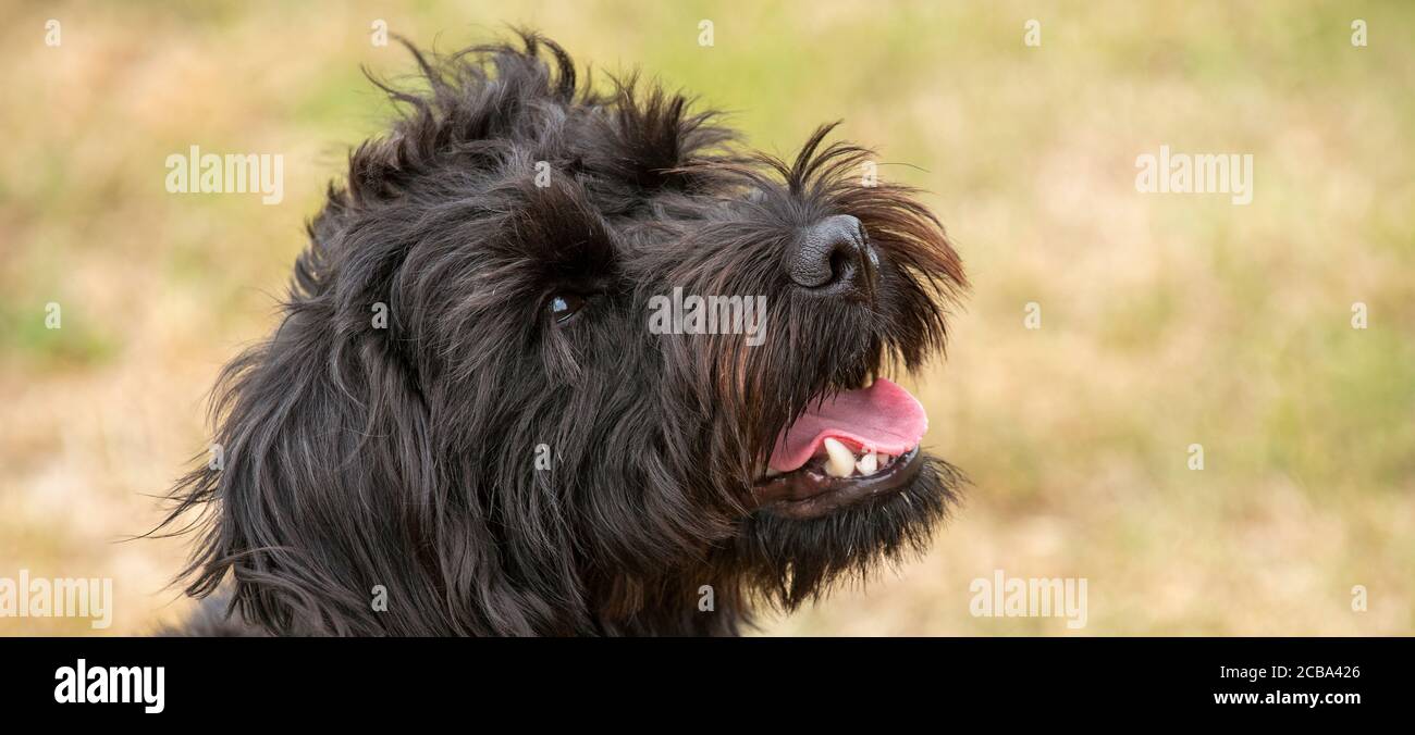 Hampshire, Inghilterra, Regno Unito. Agosto 2020. Ritratto di un cane nero borderpoo. Un incrocio tra un terrier di confine e un Poodle Foto Stock