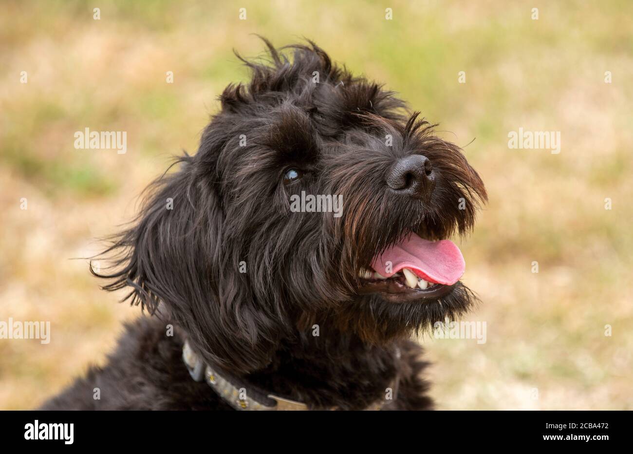 Hampshire, Inghilterra, Regno Unito. Agosto 2020. Ritratto di un cane nero borderpoo. Un incrocio tra un terrier di confine e un Poodle Foto Stock