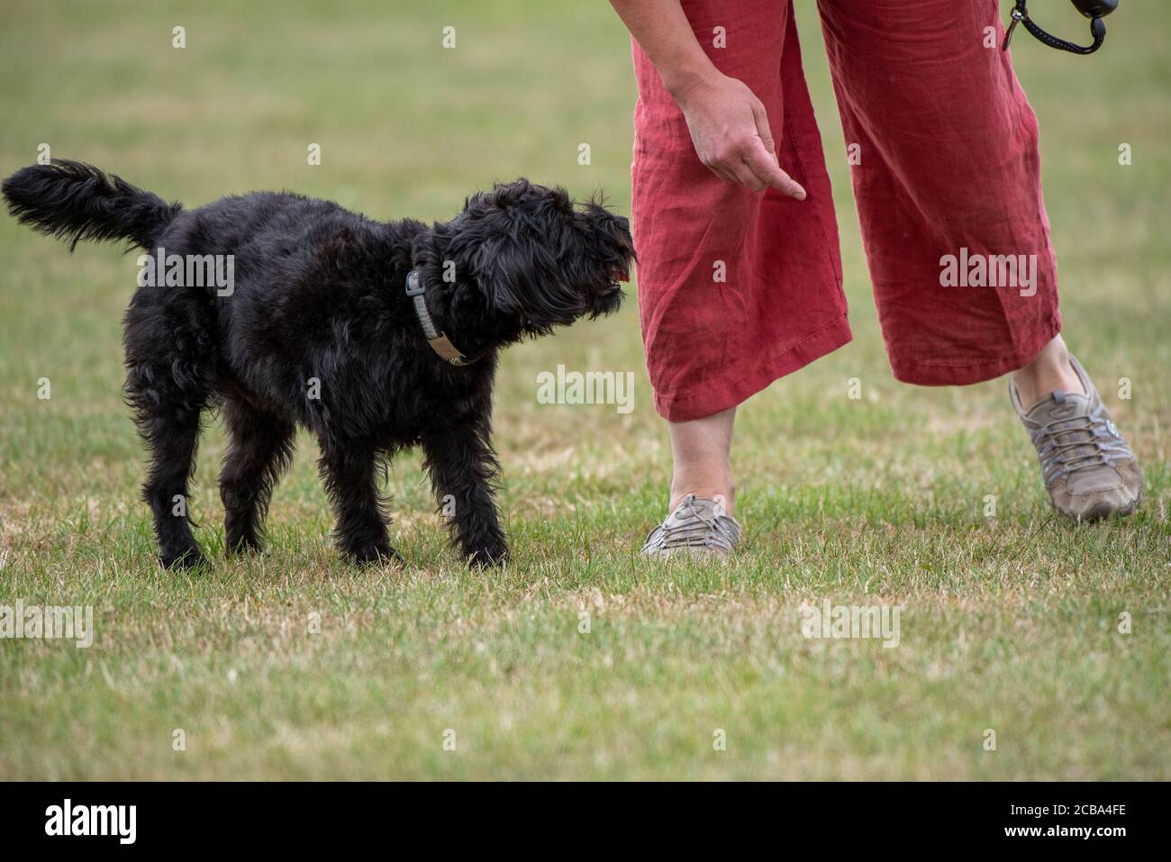 Hampshire, Inghilterra, Regno Unito. Agosto 2020. Ritratto di un cane nero borderpoo. Un incrocio tra un terrier di confine e un Poodle Foto Stock