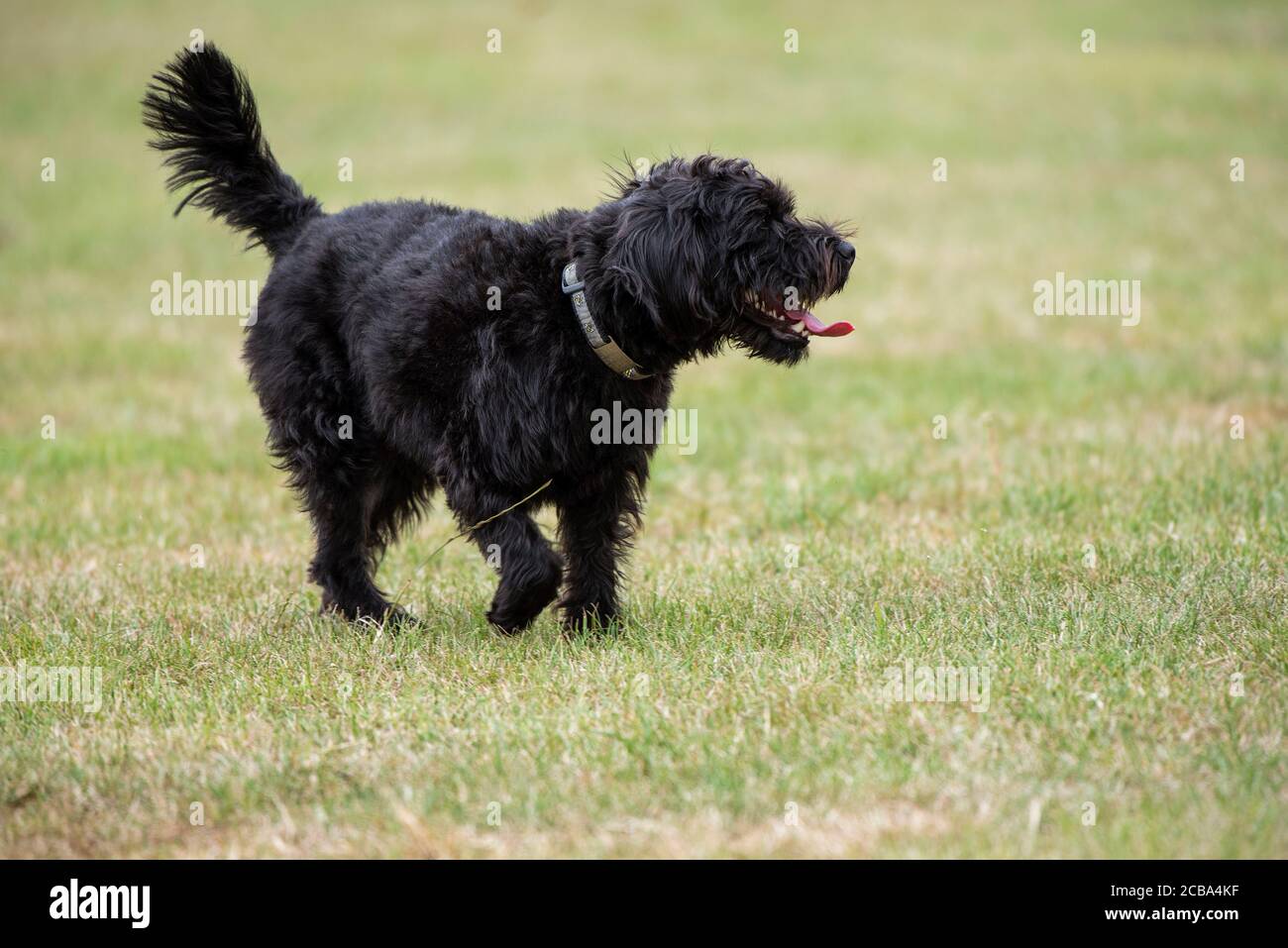 Hampshire, Inghilterra, Regno Unito. Agosto 2020. Ritratto di un cane nero borderpoo. Un incrocio tra un terrier di confine e un Poodle Foto Stock