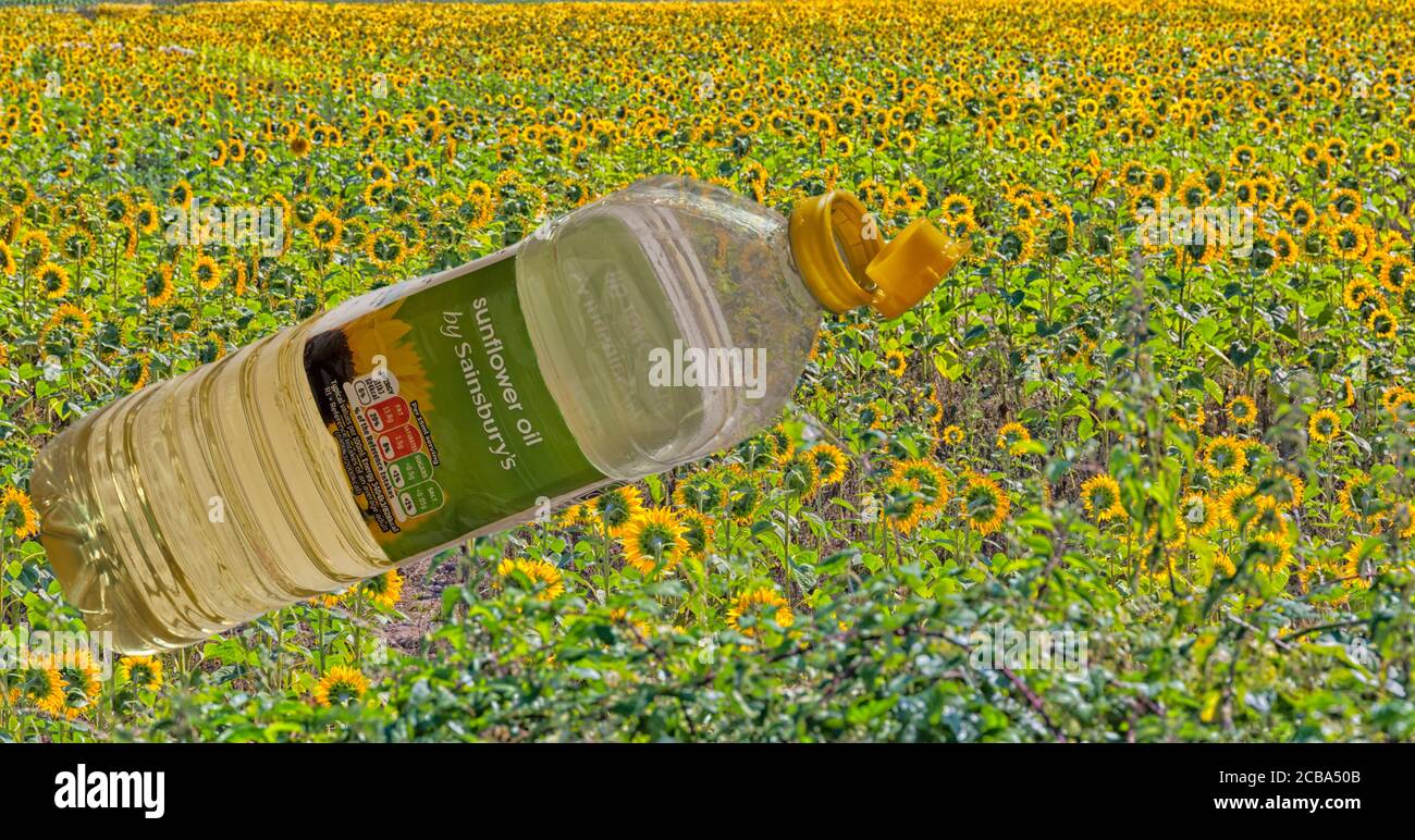 Bottiglia di olio di girasole di Sainsburys con top aperto con fondo campo di girasole - campi di girasoli che crescono vicino a Bloxworth, Dorset UK nel mese di agosto Foto Stock