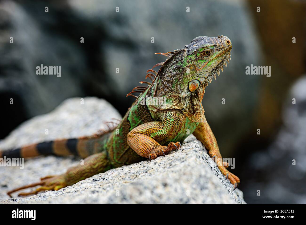 Iguane che si riscaldano al sole su rocce vulcaniche. Foto Stock