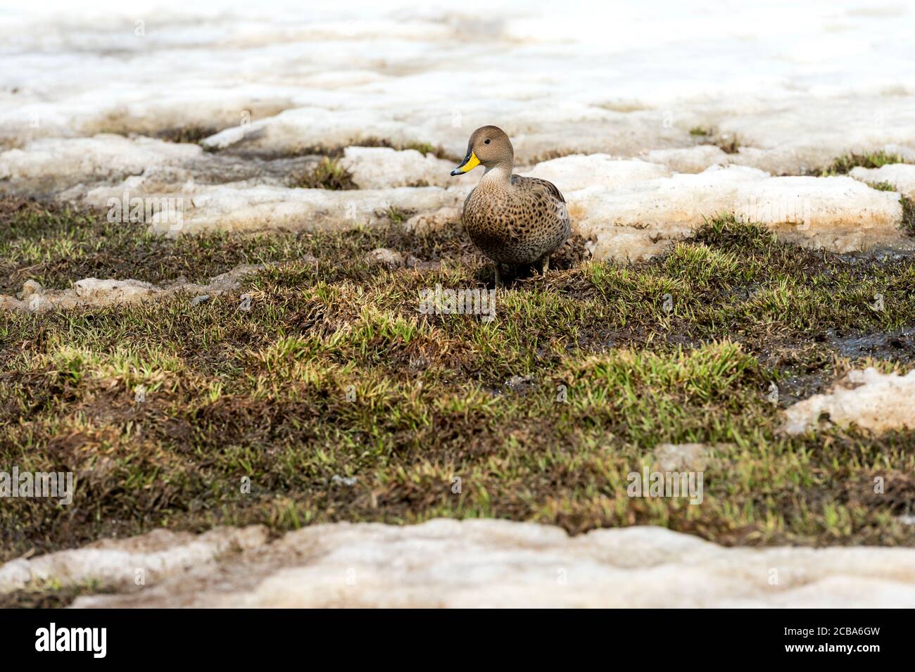 Georgia del Sud Pintail (Anas georgica georgica), King Edward Cove, Georgia del Sud, Georgia del Sud e Isole Sandwich, Antartide Foto Stock