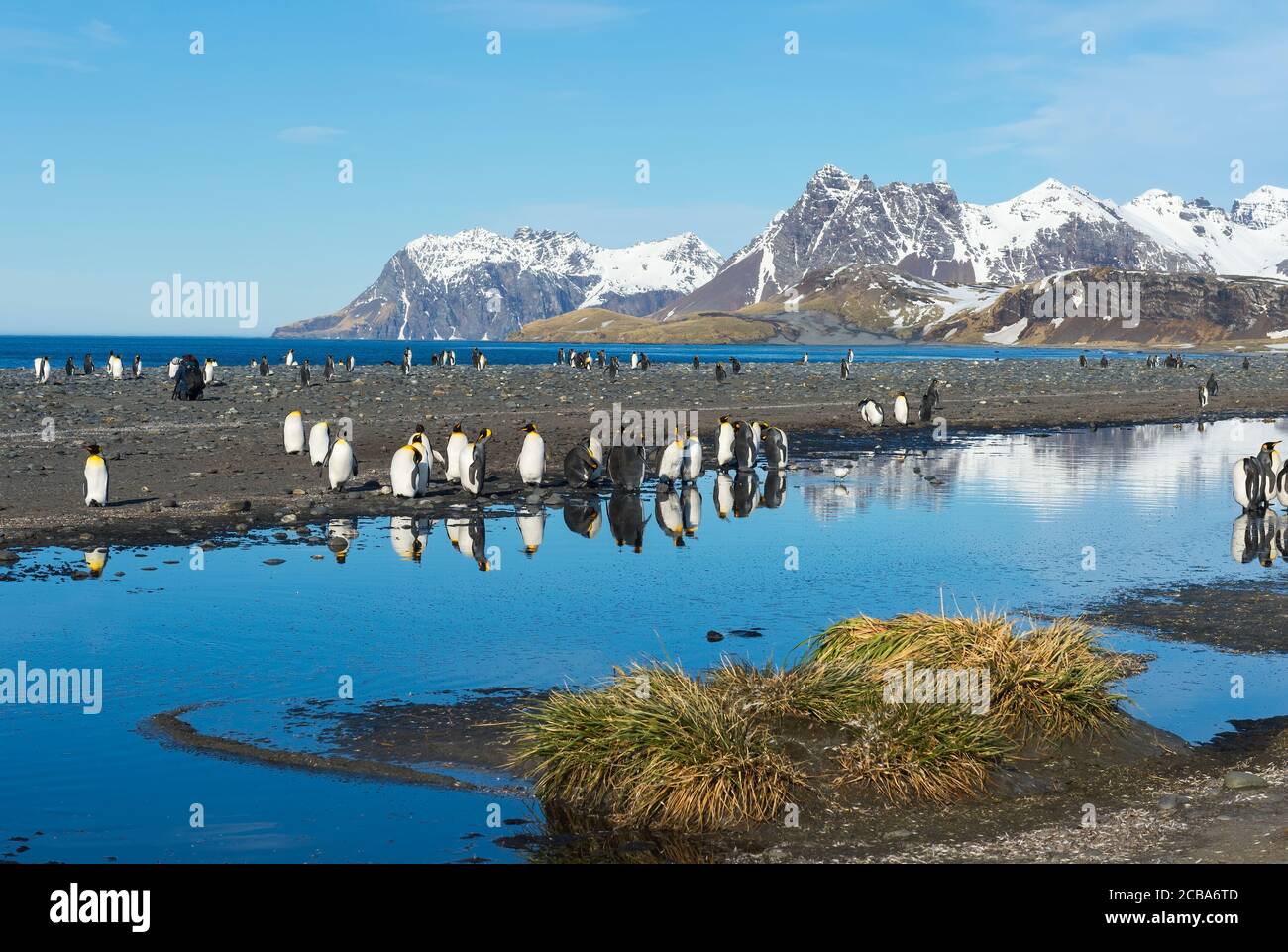 Colonia di pinguini di Re (Appenodytes patagonicus) e montagne coperte di neve che riflettono in acqua, Salisbury Plain, South Georgia Island, Antartico Foto Stock