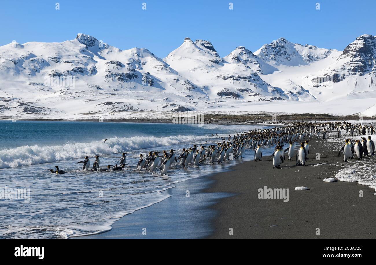 Re Pinguini (Atenodytes patagonicus) che entrano e escono dall'oceano, piana di Salisbury, Isola della Georgia del Sud, Antartide Foto Stock Re Pinguini (Atenodytes patagonicus) che entrano e escono dall'oceano, piana di Salisbury, Isola della Georgia del Sud, Antartide Foto Stock