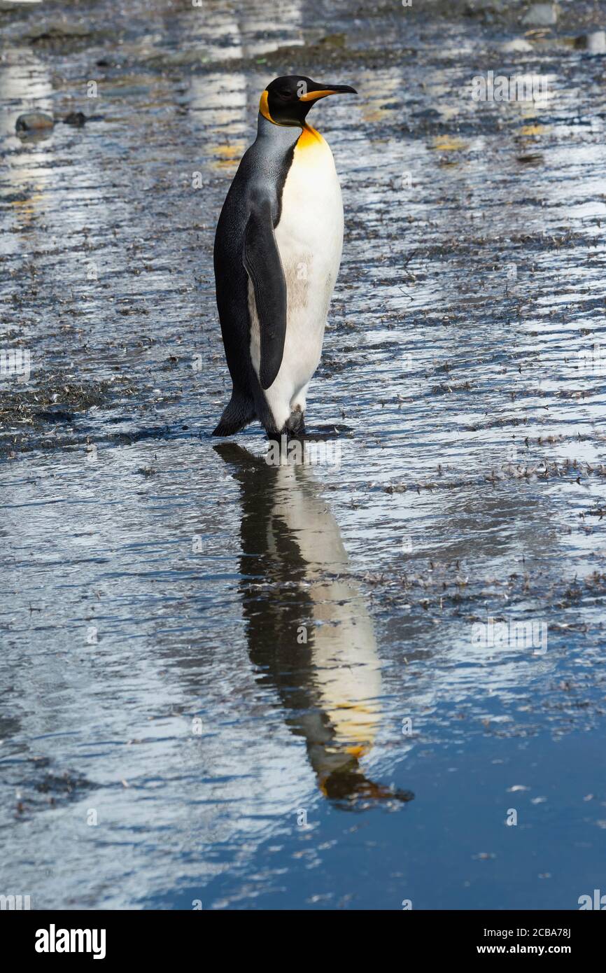 Re Pinguino (Atenodytes patagonicus) che attraversa l'acqua, destra Whale Bay, Georgia meridionale Isola, Antartico Foto Stock