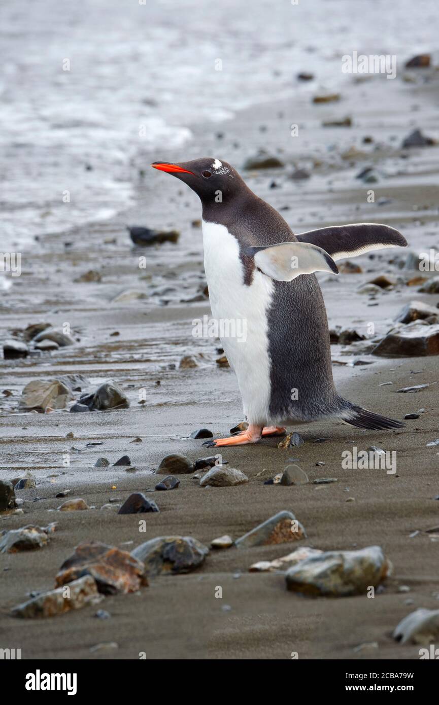 Pinguino Gentoo (Pigoscelis papua) su una spiaggia ghiaiata, Fortuna Bay, Georgia del Sud, Georgia del Sud e Isole Sandwich, Antartide Foto Stock Pinguino Gentoo (Pigoscelis papua) su una spiaggia ghiaiata, Fortuna Bay, Georgia del Sud, Georgia del Sud e Isole Sandwich, Antartide Foto Stock