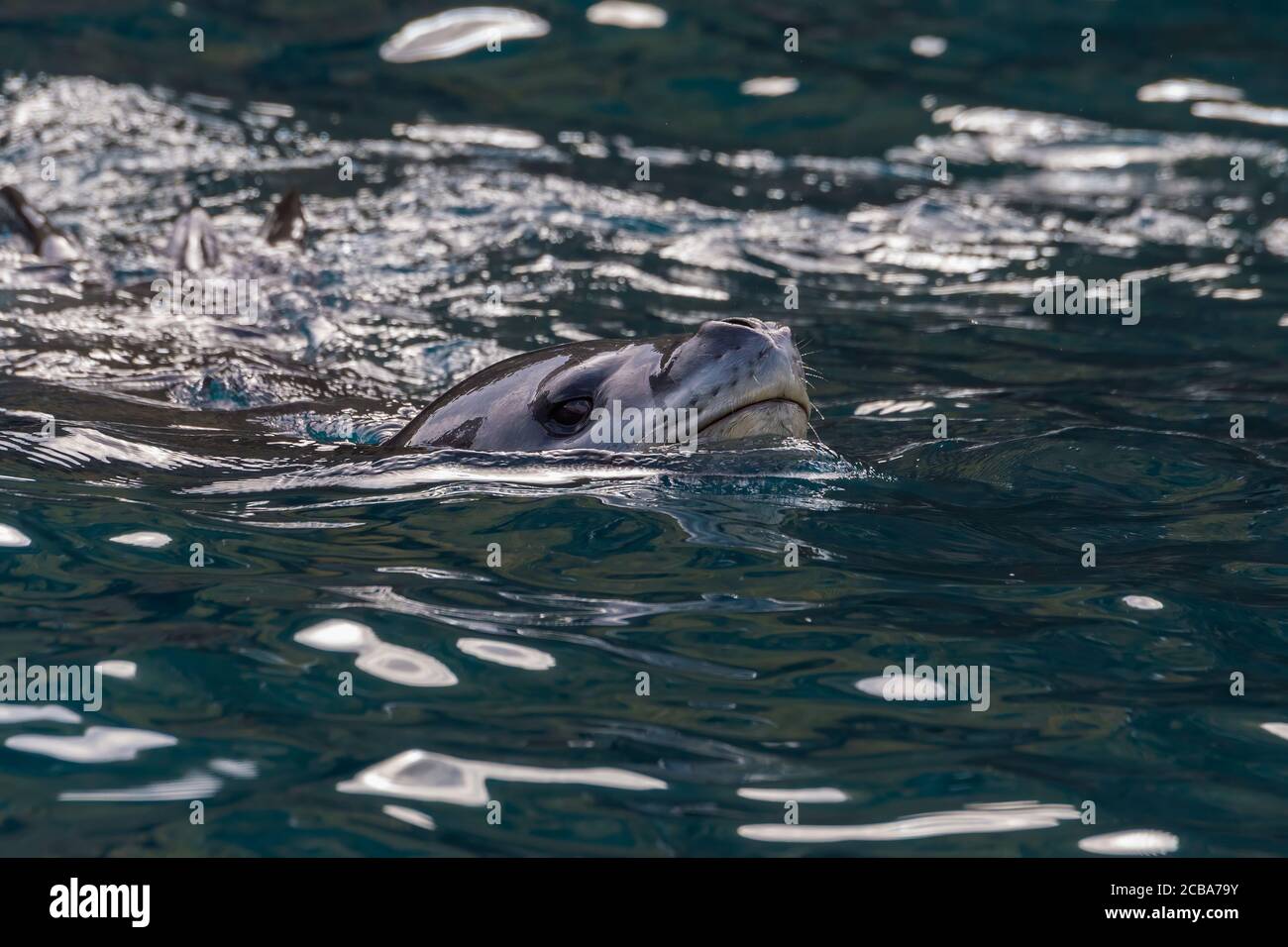 Leopardo foca (Hydrurga leptonyx), Cooper Bay, Georgia del Sud, Georgia del Sud e Isole Sandwich, Antartide Foto Stock Leopardo foca (Hydrurga leptonyx), Cooper Bay, Georgia del Sud, Georgia del Sud e Isole Sandwich, Antartide Foto Stock