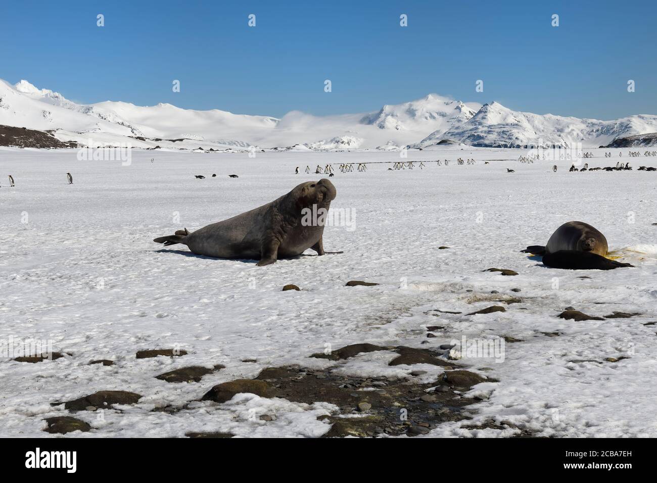 Foca maschile dell'Elefante Meridionale (Mirounga leonina) che corre sulla neve verso una femmina e un cucù, pianure di Salisbury, Isola della Georgia Meridionale, Antartico Foto Stock