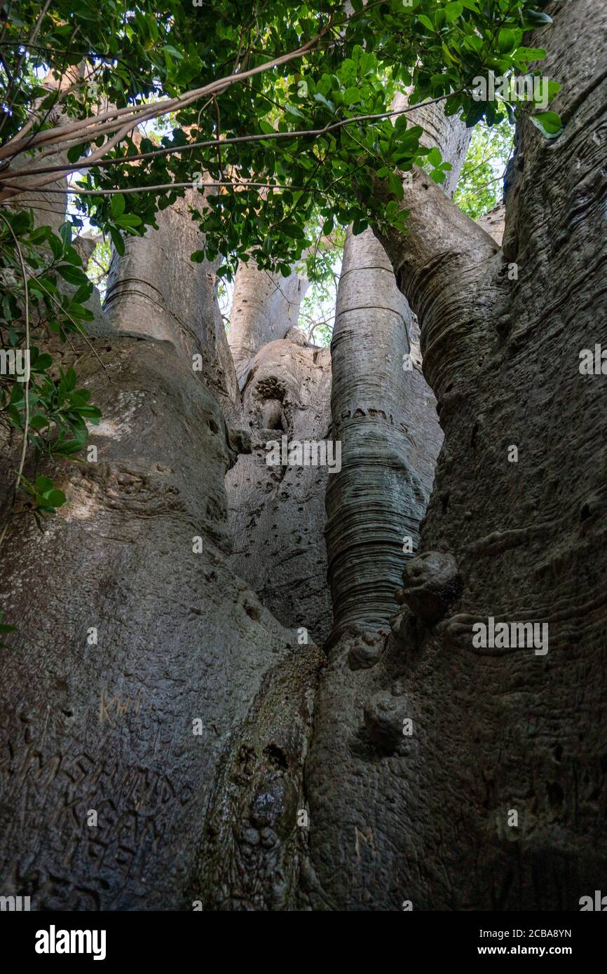 Vista dal basso su una corona di Baobab gigante, il bigest Baobab in Africa orientale. Pemba, Zanzibar, Tanzania Foto Stock