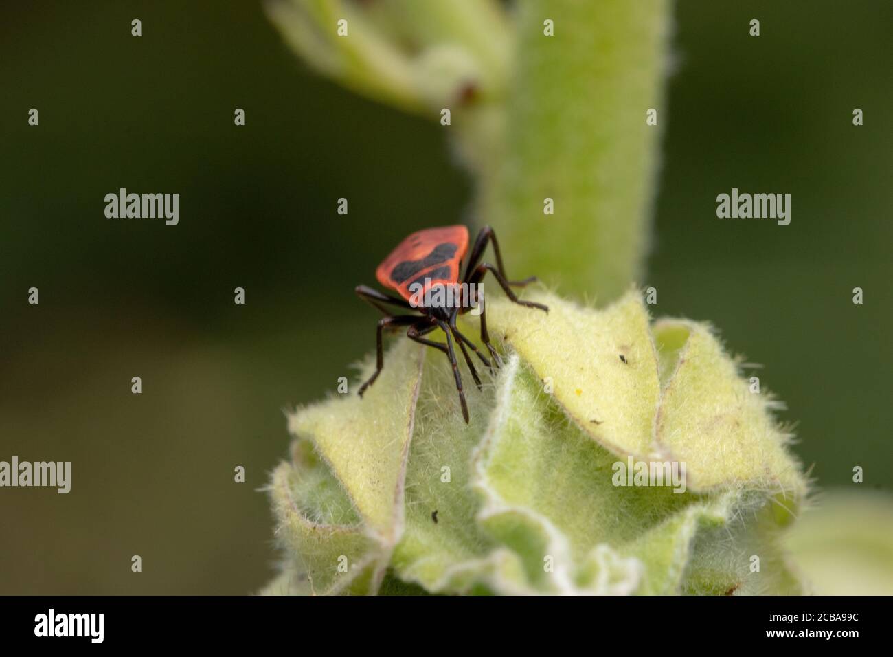 Primo piano di un bug rosso conosciuto come soldato uno sfondo sfocato Foto Stock