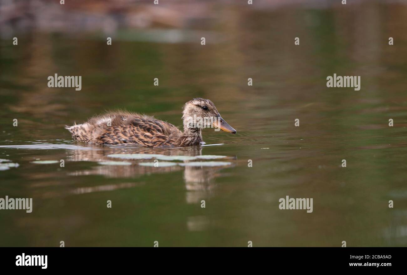 gadwall (Anas strepera, Mareca strepera), Juvenile nuoto in un lago di colore marrone, Ungheria, Parco Nazionale di Hortobagy Foto Stock