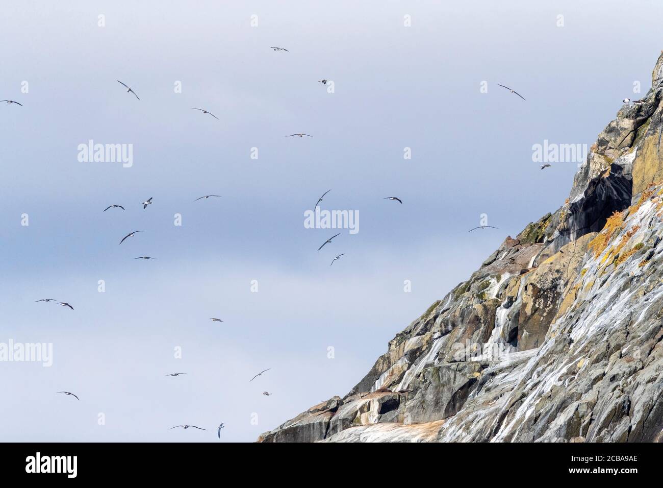 Chatham albatross, Chatham mollymawk, Isola mollymawk (Thalassarche eremita), volando intorno alla colonia sulla Piramide, Nuova Zelanda, Isole Chatham, Isole subantartiche, la Piramide Foto Stock