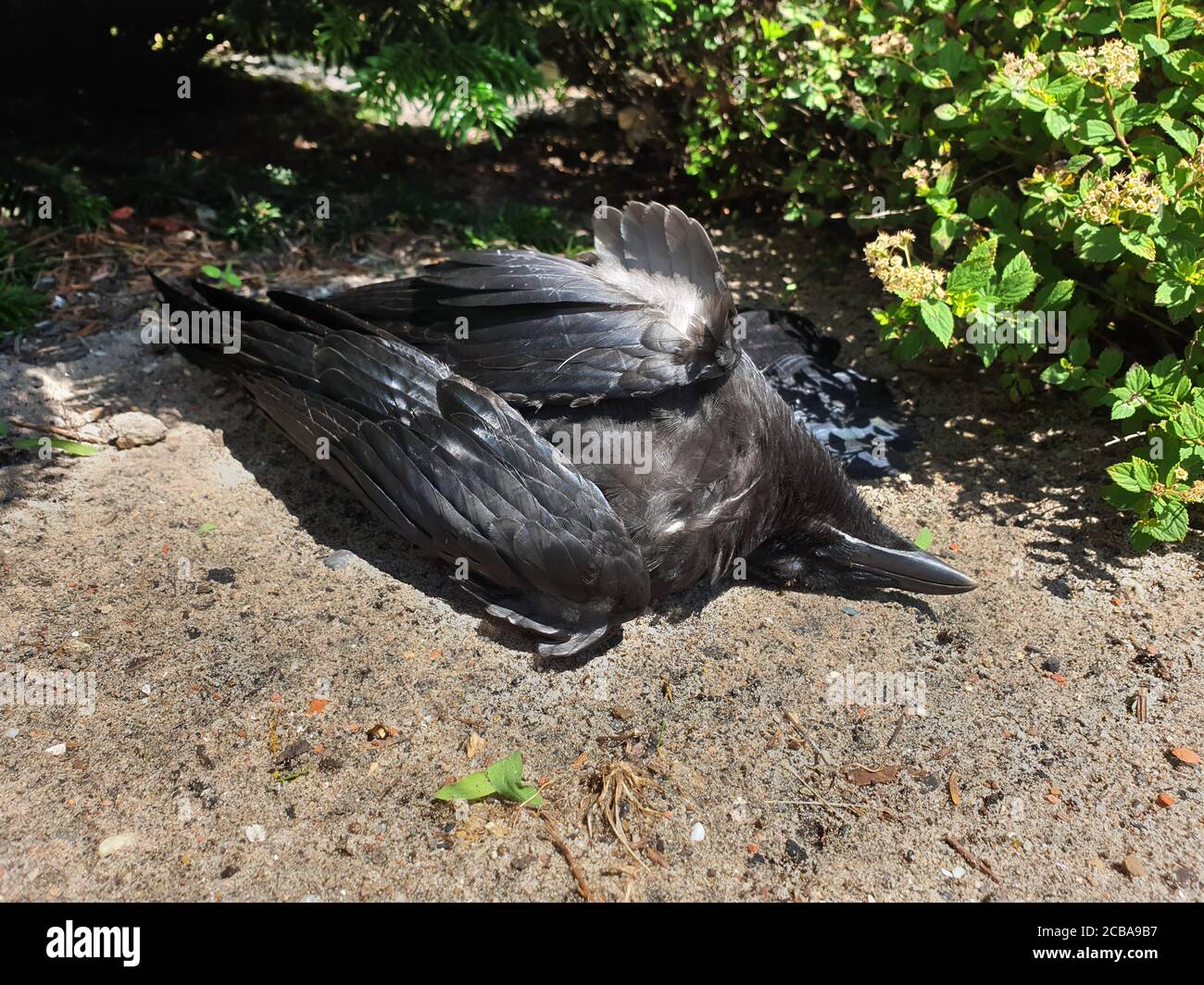Corvo di Carrion (Corvus corone, Corvus corone corone), corvo di Carrion morto che giace a terra, Paesi Bassi Foto Stock