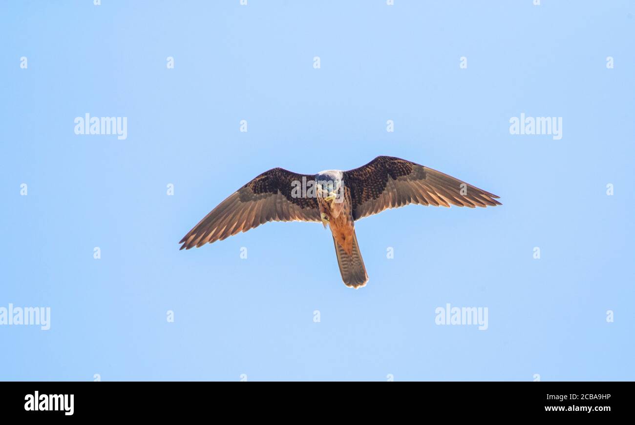 Falco di Eleonora (Falco eleonorae), mangiare un insetto in volo, vista dal basso, Cipro Foto Stock
