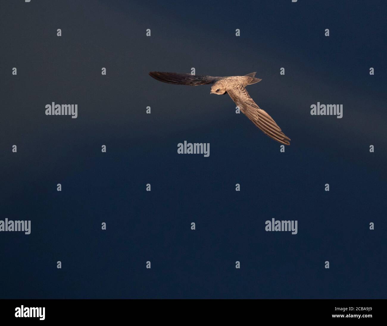 Swift alpino (Apus melba, Tachymarptis melba), in volo, visto dall'alto su sfondo blu, Spagna, Alange Foto Stock