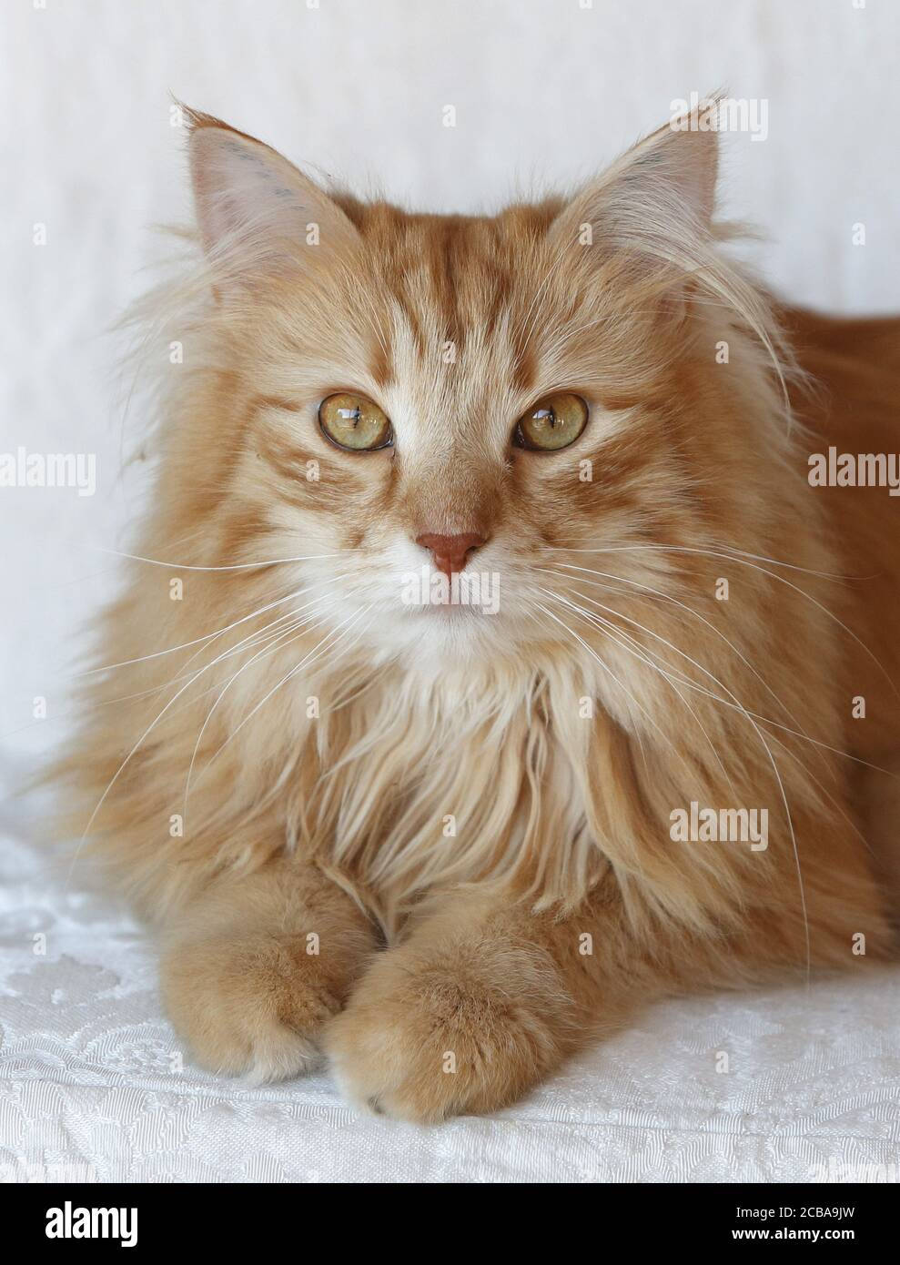 Gatto domestico, gatto della casa (Felis silvestris F. catus), gatto domestico della corsa 'Foresta norvegese Catâ' che riposa sul divano in una casa, Danimarca Foto Stock Gatto domestico, gatto della casa (Felis silvestris F. catus), gatto domestico della corsa 'Foresta norvegese Catâ' che riposa sul divano in una casa, Danimarca Foto Stock
