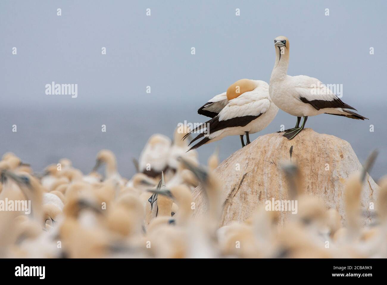 Capo gannet (Morus capensis), due preening Capo Gannets arroccato su una roccia nel mezzo della colonia, Sudafrica, Capo Occidentale, Lamberts Bay Foto Stock