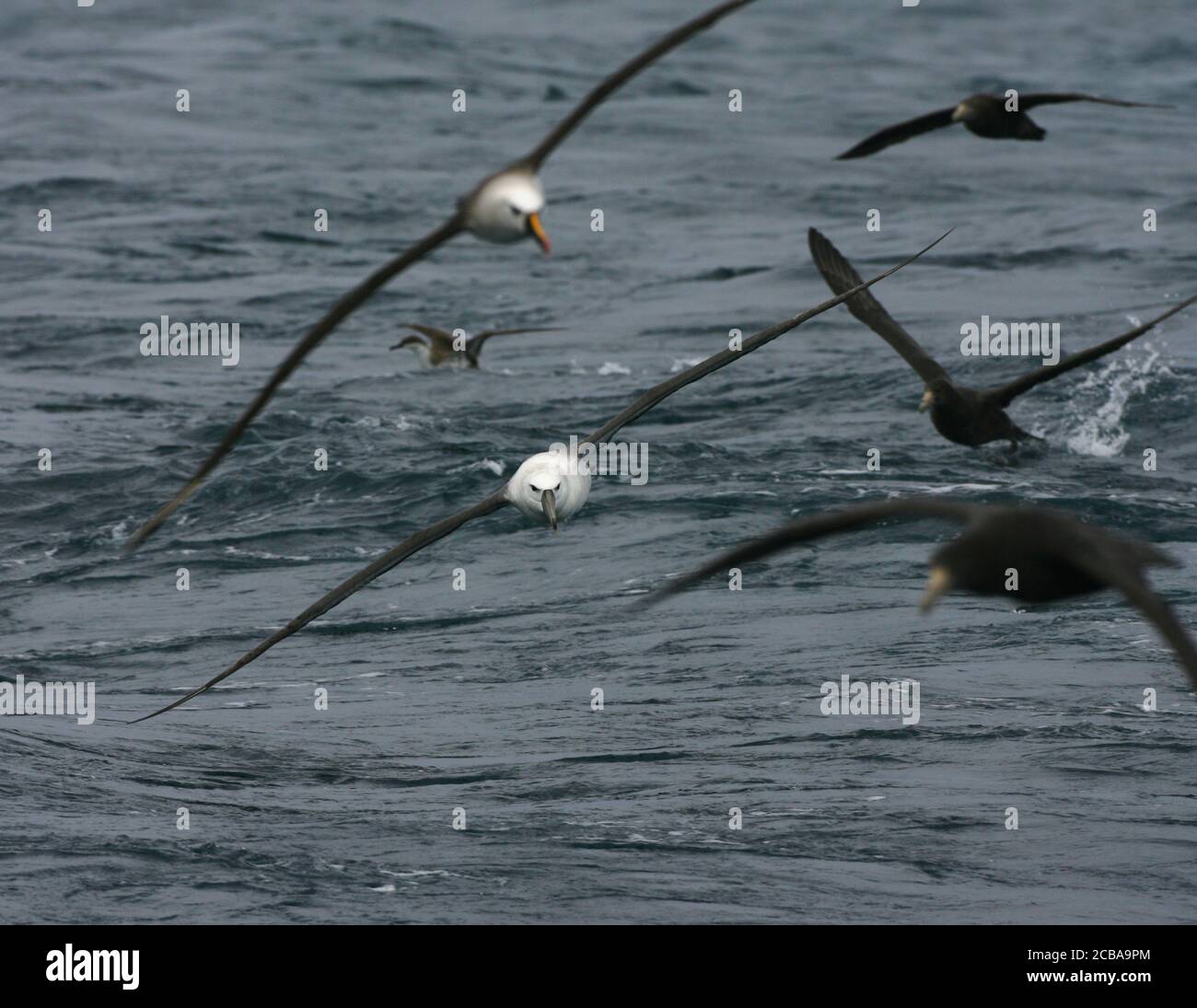 Shy Albatross, Shy mollymawk (Thalassarche cauta, Diomedea cauta), immatures in volo sopra l'Oceano Atlantico meridionale tra altri uccelli marini, Tristan da Cunha Foto Stock