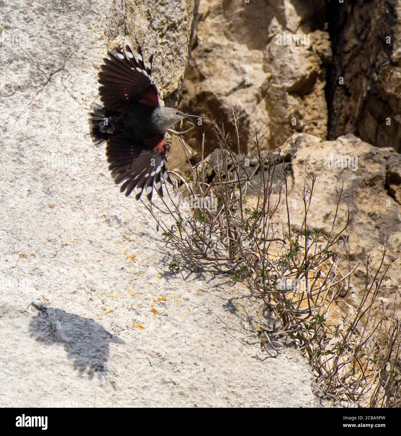 Wallsuperriduttore (Tichodroma muraria), uomo adulto che vola di fronte a una ripida parete rocciosa e seguito dalla sua ombra, Belgio, Dinant Foto Stock