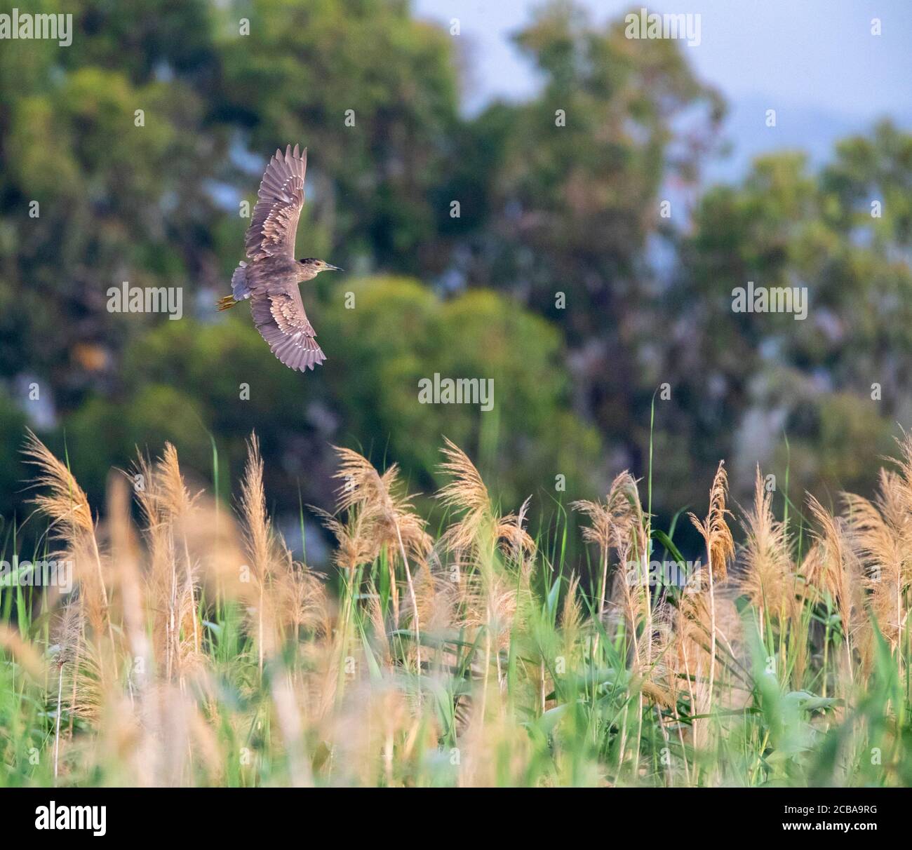 Nycticorax (nycticorax nycticorax), cercando di atterrare in un letto di canna, Cipro Foto Stock