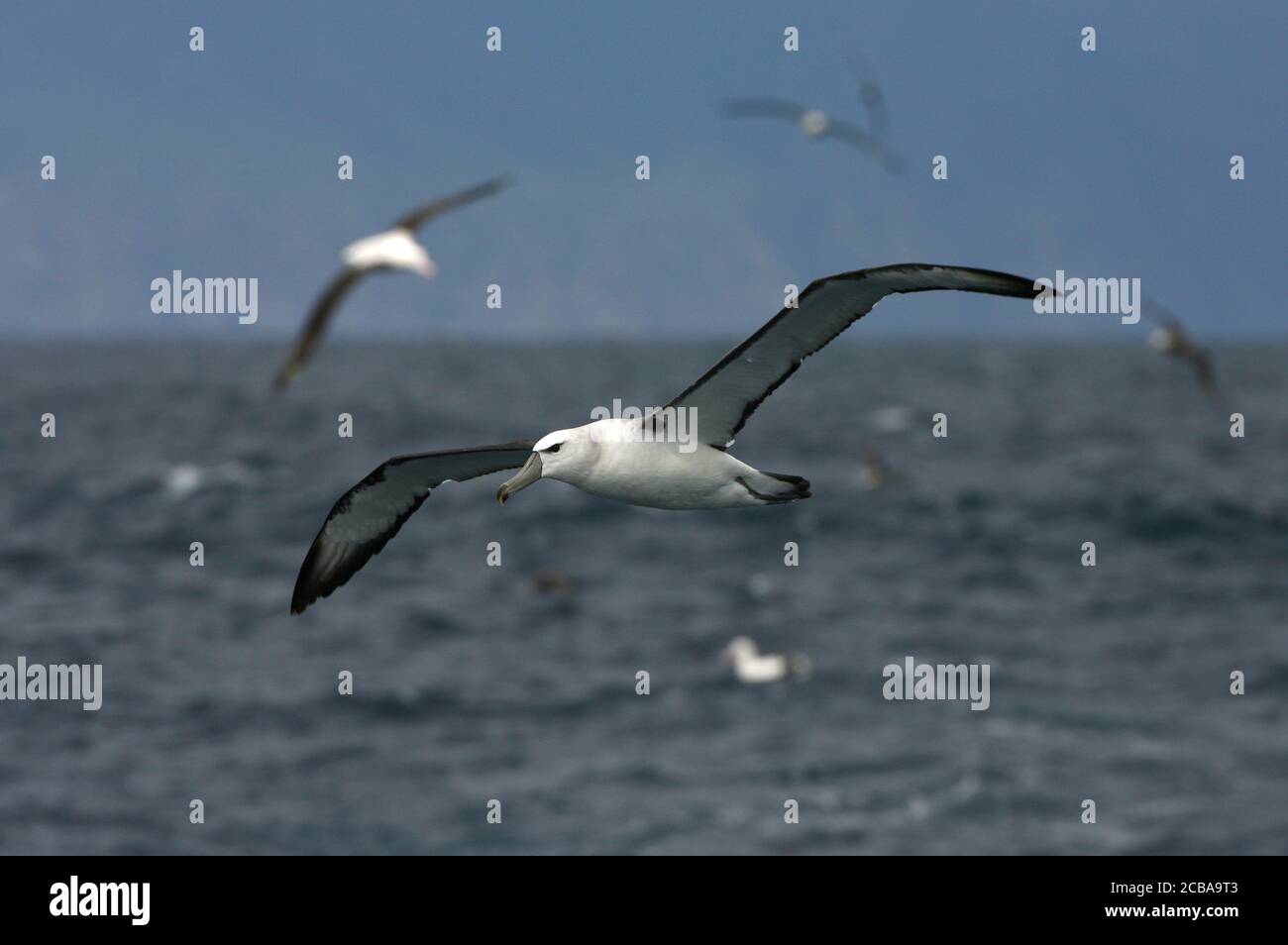Shy Albatross, Shy mollymawk (Thalassarche cauta, Diomedea cauta), immaturo in volo sopra l'Oceano Atlantico del Sud, vista laterale, Tristan da Cunha Foto Stock