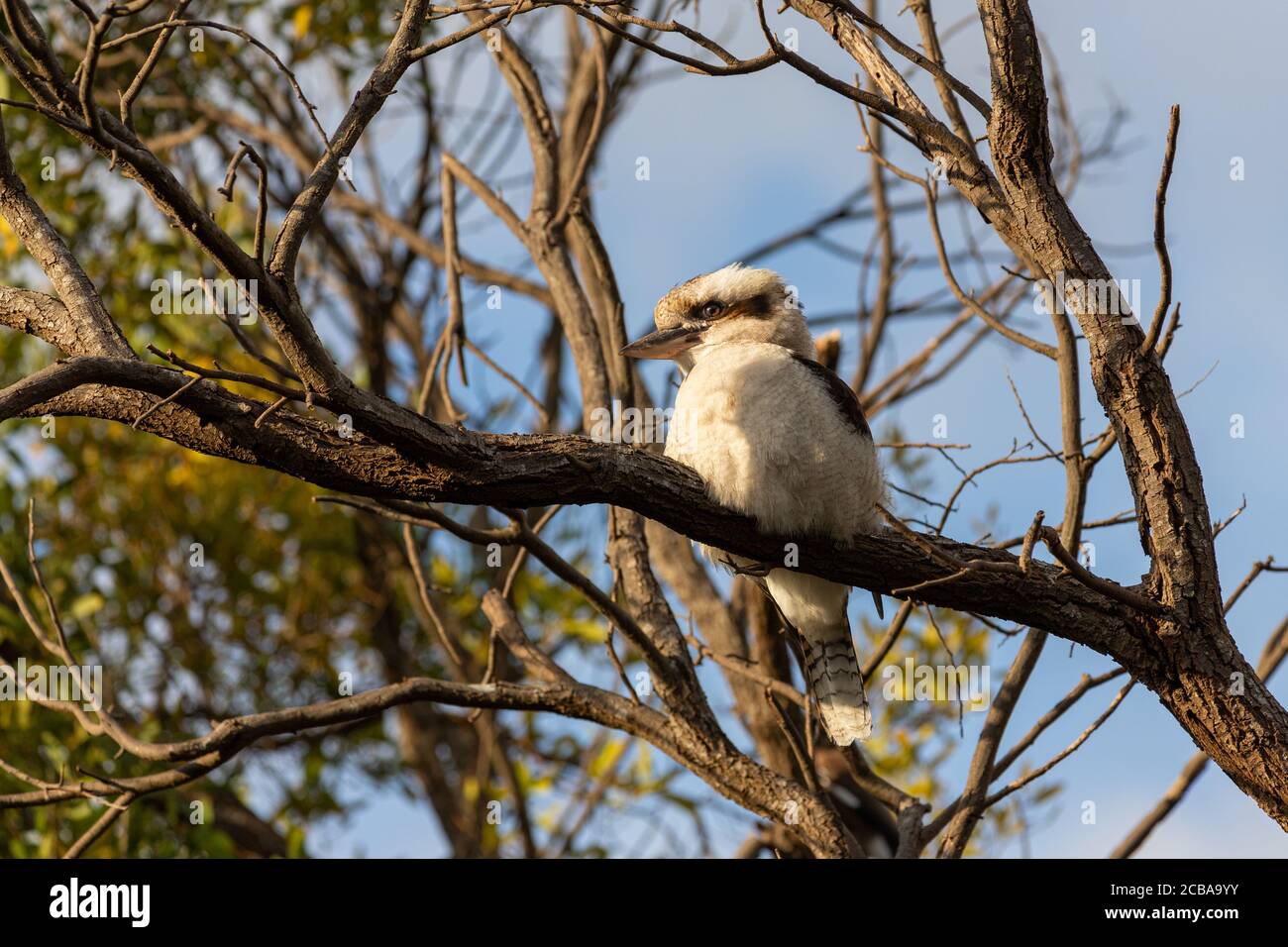 Un Kookaburra che fa la figlia seduto in un albero Foto Stock