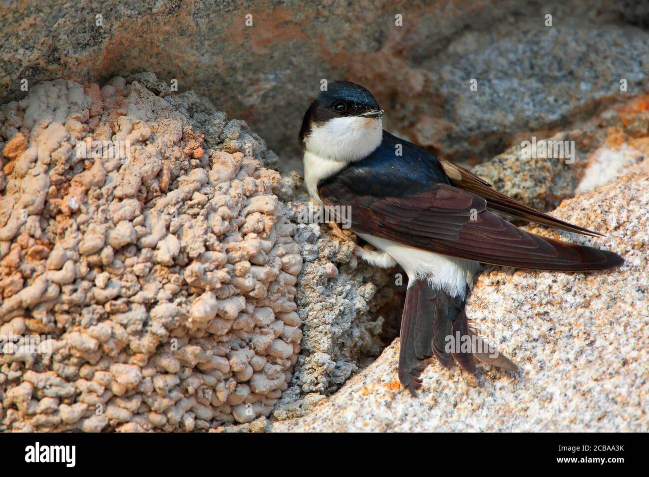 Casa comune martin (Delichon urbica, Delichon urbicum), al nido, Belgio Foto Stock