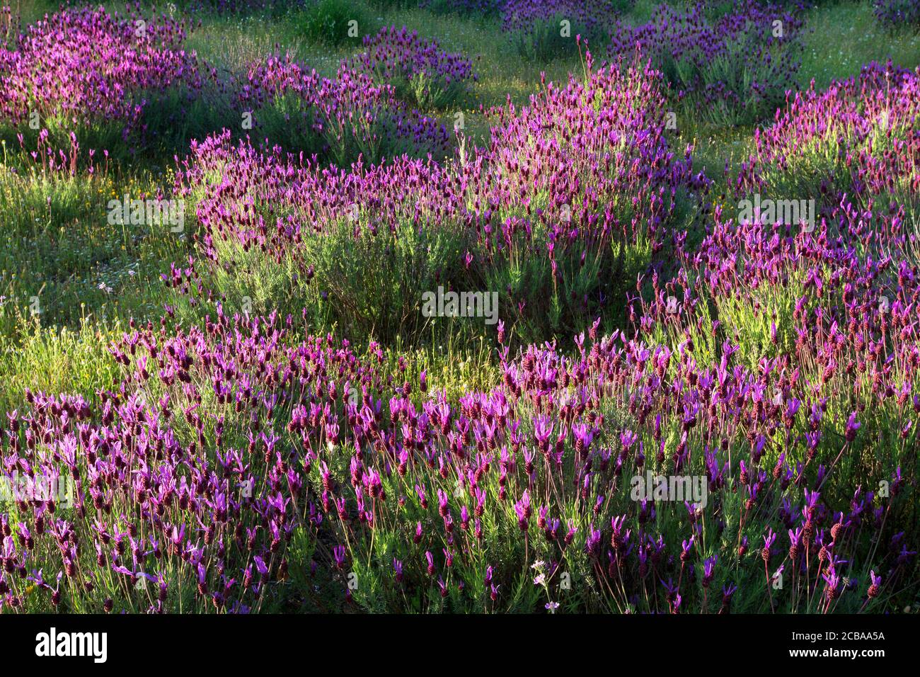 Lavanda francese (Lavandula stoechas), fioritura, Spagna Estremadura Foto Stock