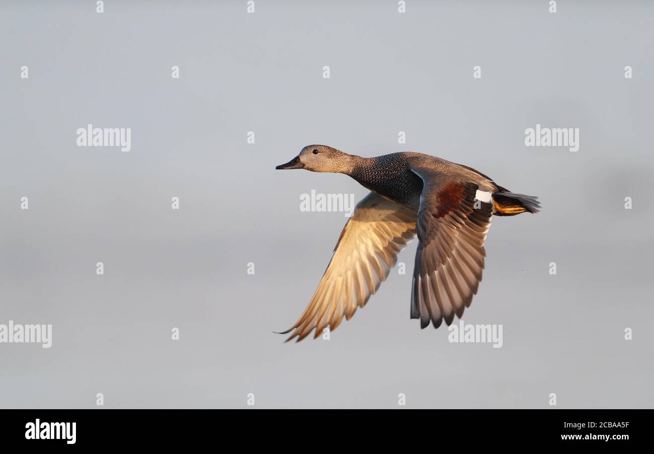 gadwall (Anas strepera, Mareca strepera), maschio volante, Danimarca, Lille Vildmose Foto Stock