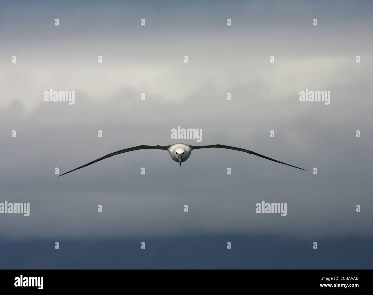 Shy Albatross, Shy mollymawk (Thalassarche cauta, Diomedea cauta), immaturo in volo sopra l'Oceano Atlantico del Sud, vista frontale, Tristan da Cunha Foto Stock