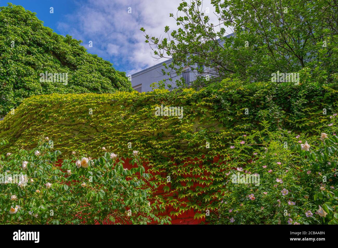 Edera di Boston, superriduttore giapponese (Parthenocissus tricuspidata), rose e parete verde in un cantiere, Germania, Schleswig-Holstein, Ottensen Foto Stock