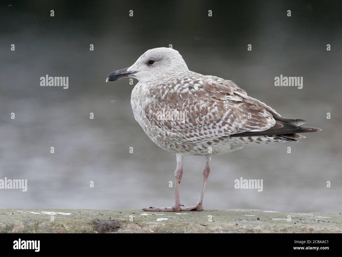 Gabbiano d'aringa (Larus argentatus, Larus argentatus argentatus), primo inverno in piedi sul molo della banchina, Danimarca Foto Stock