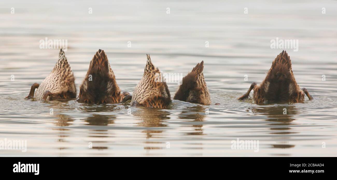 gadwall (Anas strepera, Mareca strepera), giovani fratelli e sorelle che invadano in acque poco profonde, Ungheria, Parco Nazionale di Hortobagy Foto Stock