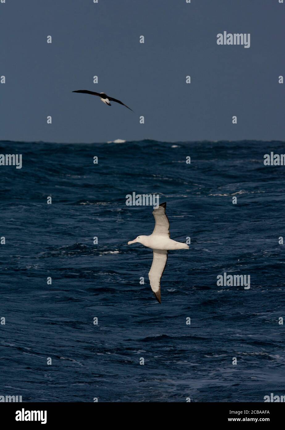 Vagando Albatros, Snowy Albatross (Exulans Diomedea), adulto che vola basso sulle onde oceaniche, un altro albatros in background, Suedgeorgien Foto Stock