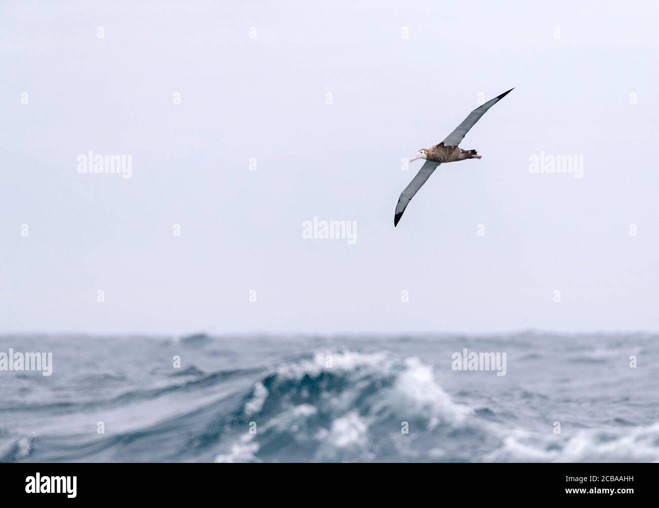 Antipodean Albatross (Diomedea antipodensis), immaturo volo sopra l'Oceano Pacifico subantartico della Nuova Zelanda, arco alto sopra l'oceano con enormi onde, Nuova Zelanda, isole di Auckland Foto Stock