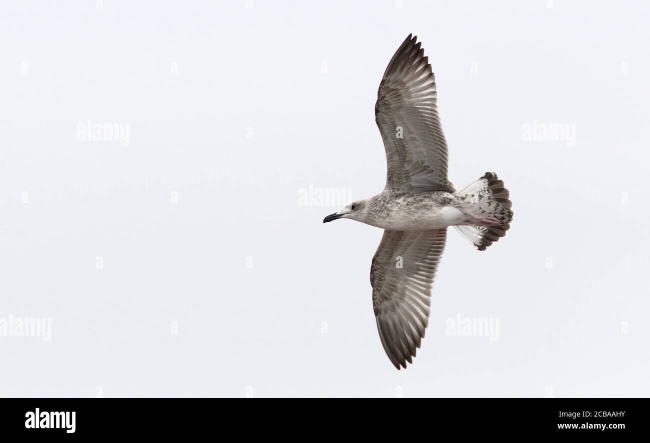 Caspian Gull (Larus cachinnans, Larus cachinnans cachinnans), giovanile in volo, Danimarca, Stevns Foto Stock
