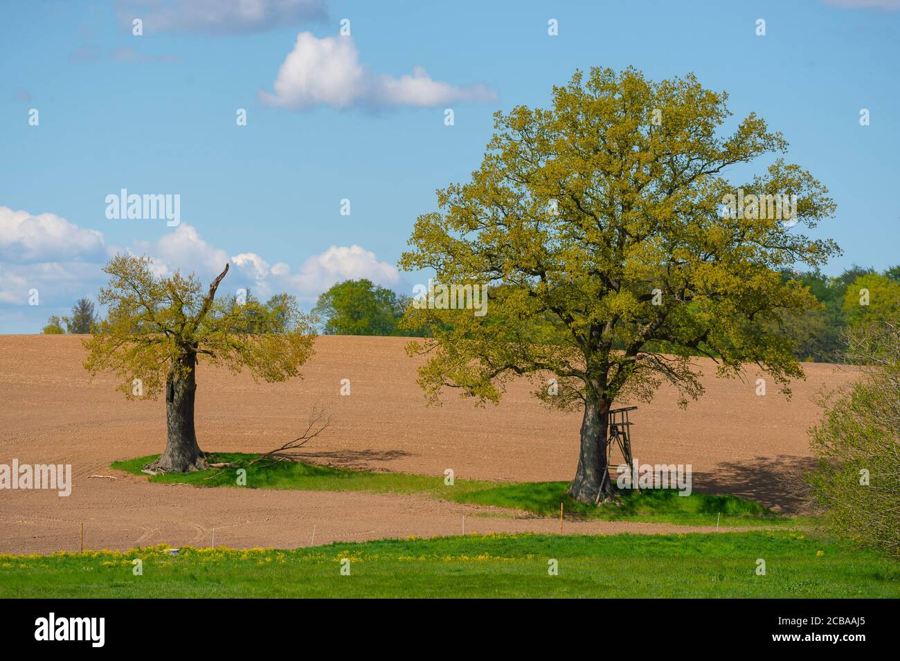 Rovere comune, rovere peduncolato, rovere inglese (Quercus robur. Quercus pedunculata), querce su un campo, Germania, Schleswig-Holstein, Depenau Foto Stock