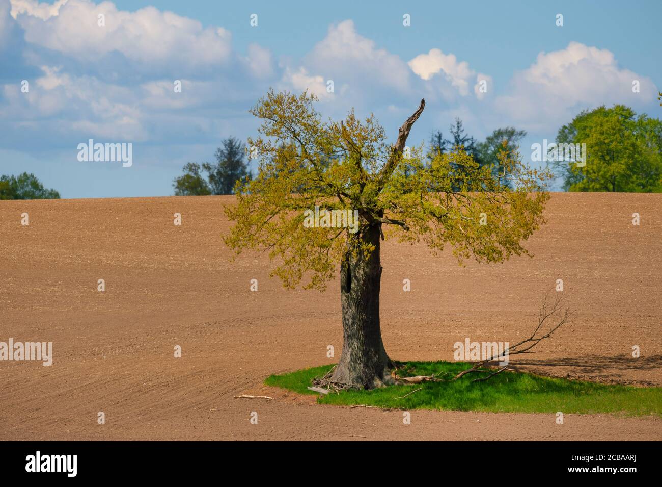 Rovere comune, rovere peduncolato, rovere inglese (Quercus robur. Quercus pedunculata), quercia su un campo, Germania, Schleswig-Holstein, Depenau Foto Stock
