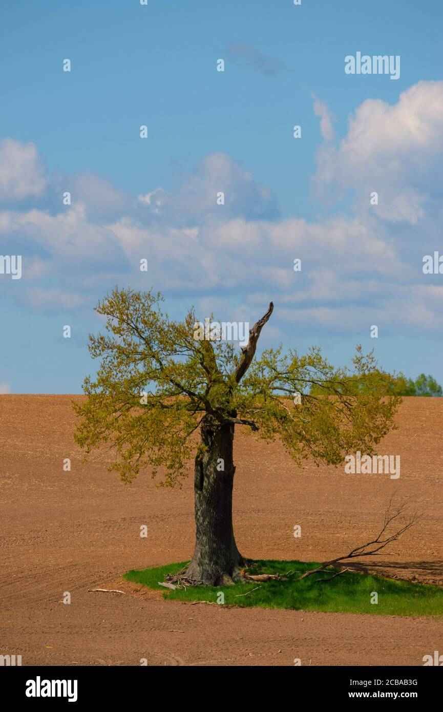 Rovere comune, rovere peduncolato, rovere inglese (Quercus robur. Quercus pedunculata), quercia singola su un campo, Germania, Schleswig-Holstein, Depenau Foto Stock