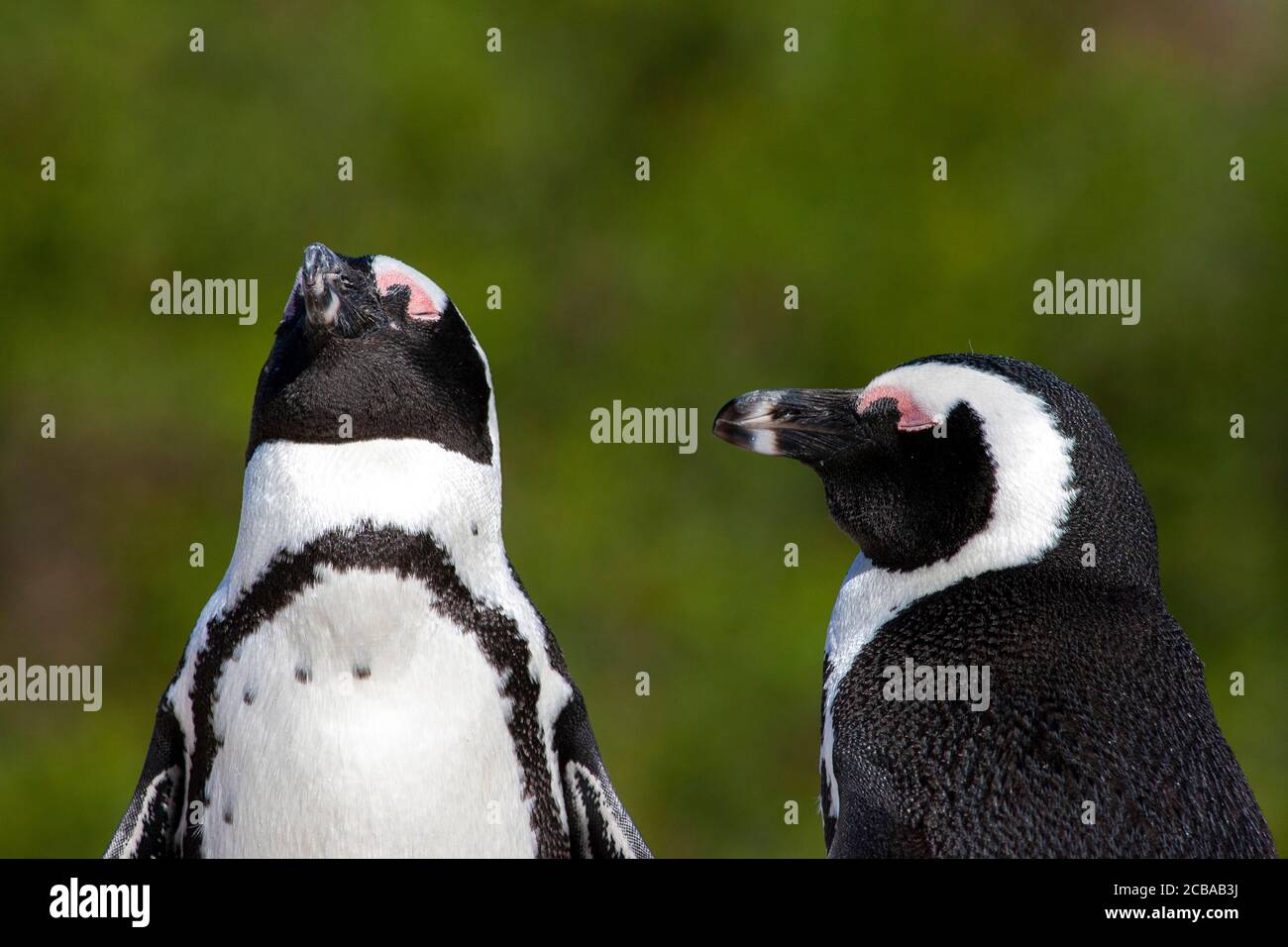 Pinguino Jackass, pinguino africano, pinguino a piedi neri (Speniscus demersus), due pinguini africani addormentati sulla spiaggia di Boulders, Sudafrica, Capo Occidentale, Simons Town, Boulders Beach Foto Stock