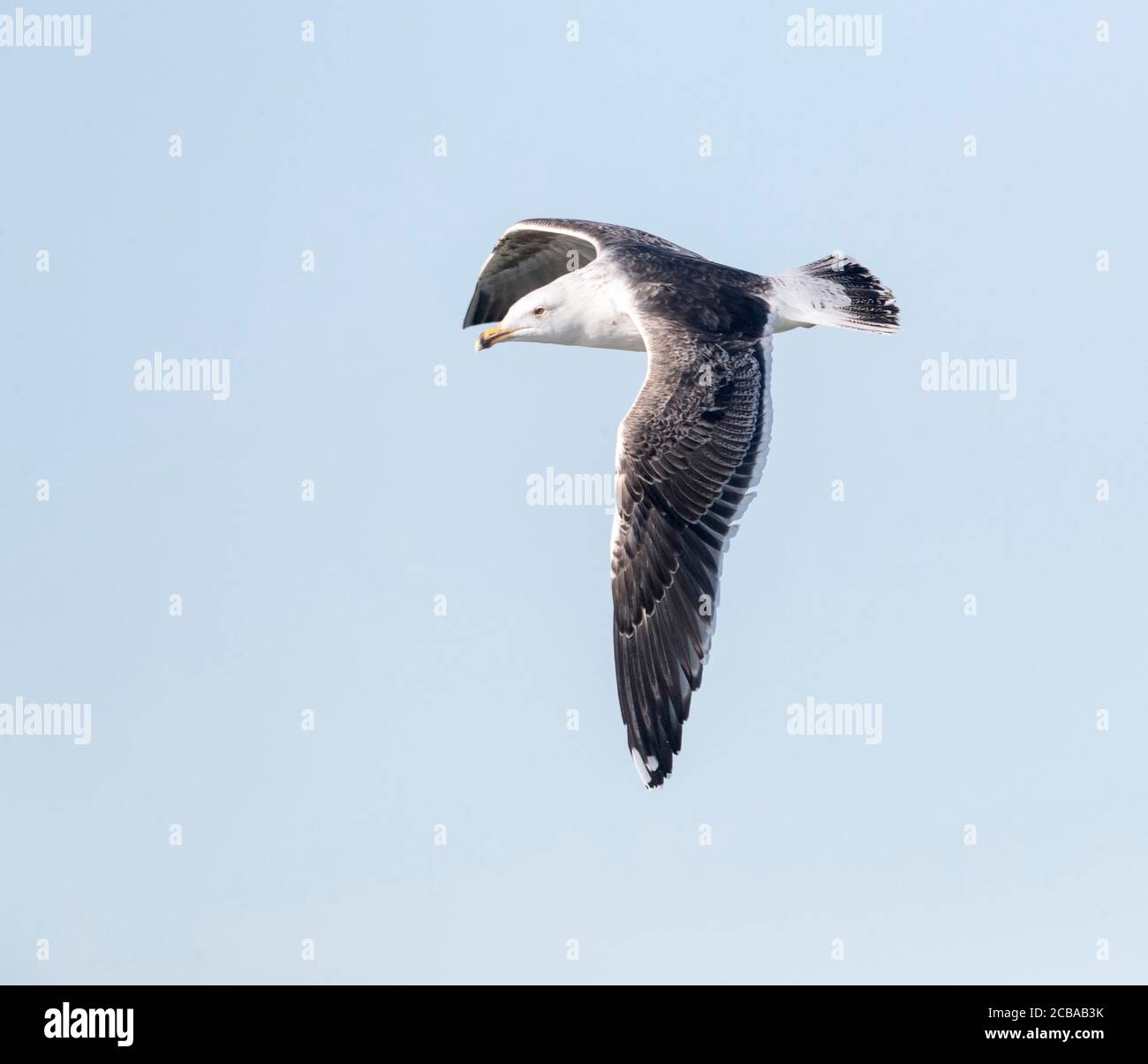 Gabbiano a dorso nero maggiore (Larus marinus), uccello subadulto in volo, vista laterale, Paesi Bassi, Paesi Bassi del Nord, Ijmuiden Foto Stock