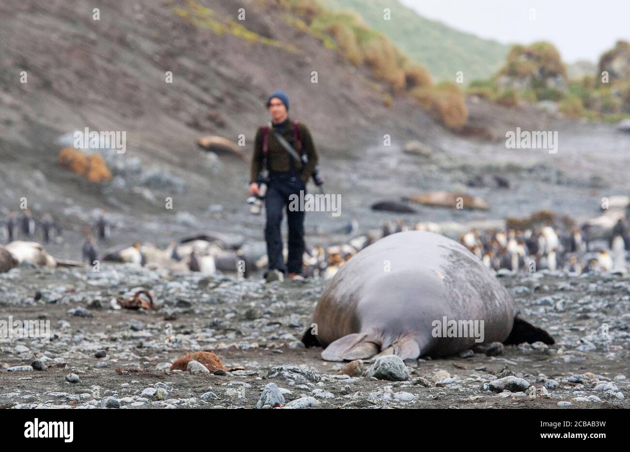 Foca elefante meridionale (Mirounga leonina), adagiata sulla spiaggia dell'isola di Macquarie, Australia, un turista ecologico a piedi sullo sfondo, Australia, Tasmania, isola di Macquarie Foto Stock
