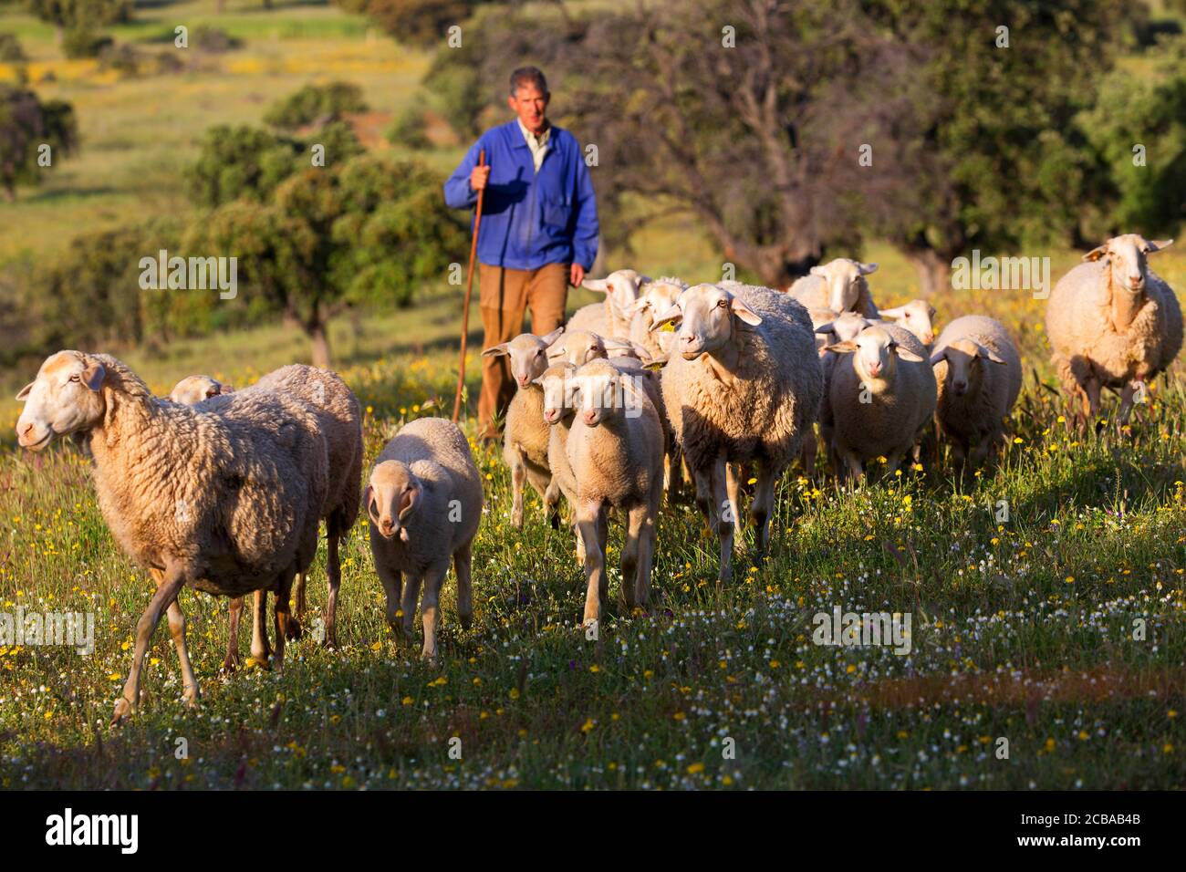 Pecora domestica (Ovis ammon F. ariete), mandria di pecora con pastore, Spagna, Estremadura Foto Stock